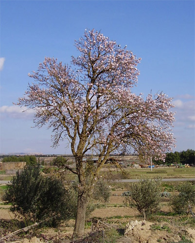 Floración de árbloes y arbustos
