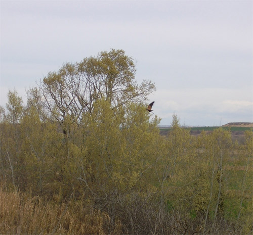 Floración de árbloes y arbustos