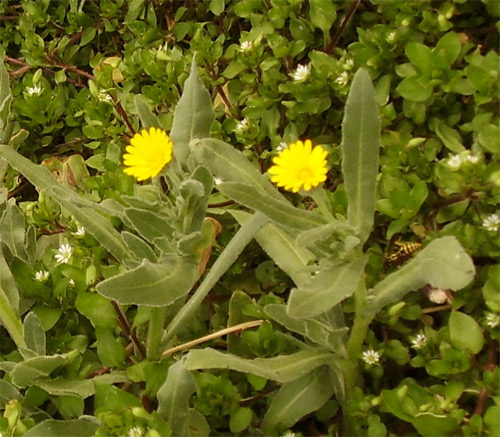 Floración de árbloes y arbustos